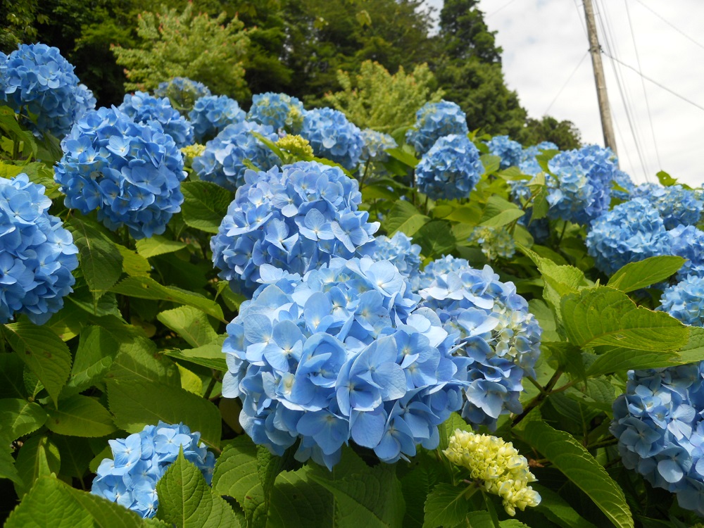 国産在庫あ marimekko hydrangeaさま 追加用の通販 by HBD Balloons*:..。o○☆｜マリメッコならラクマ 